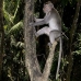 monkey_macaque_balinese_mf_ubud_v_1162_bal4880.jpg
